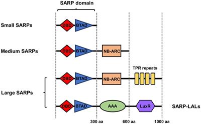 The roles of SARP family regulators involved in secondary metabolism in Streptomyces